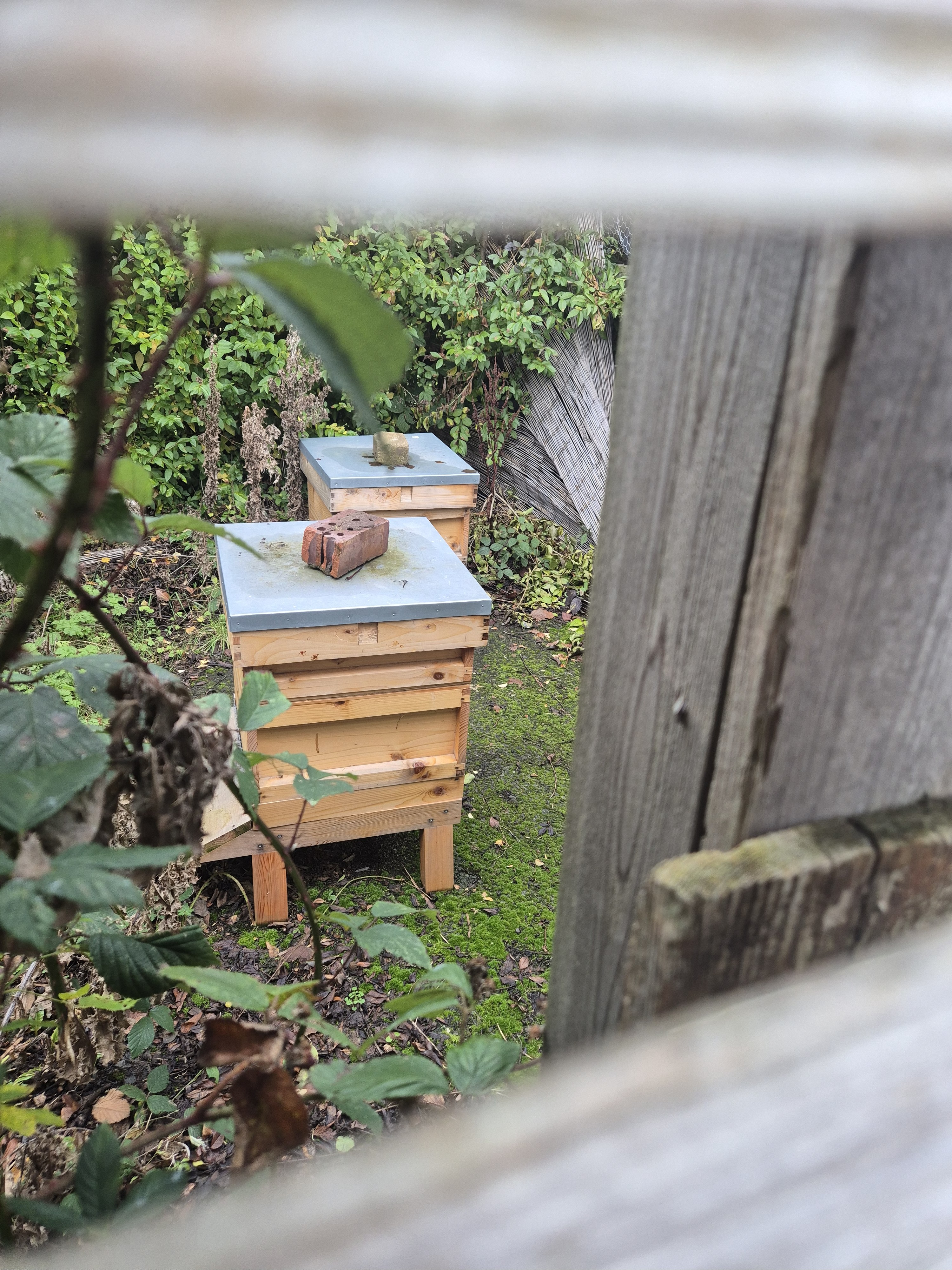 Outdoor Beehive
