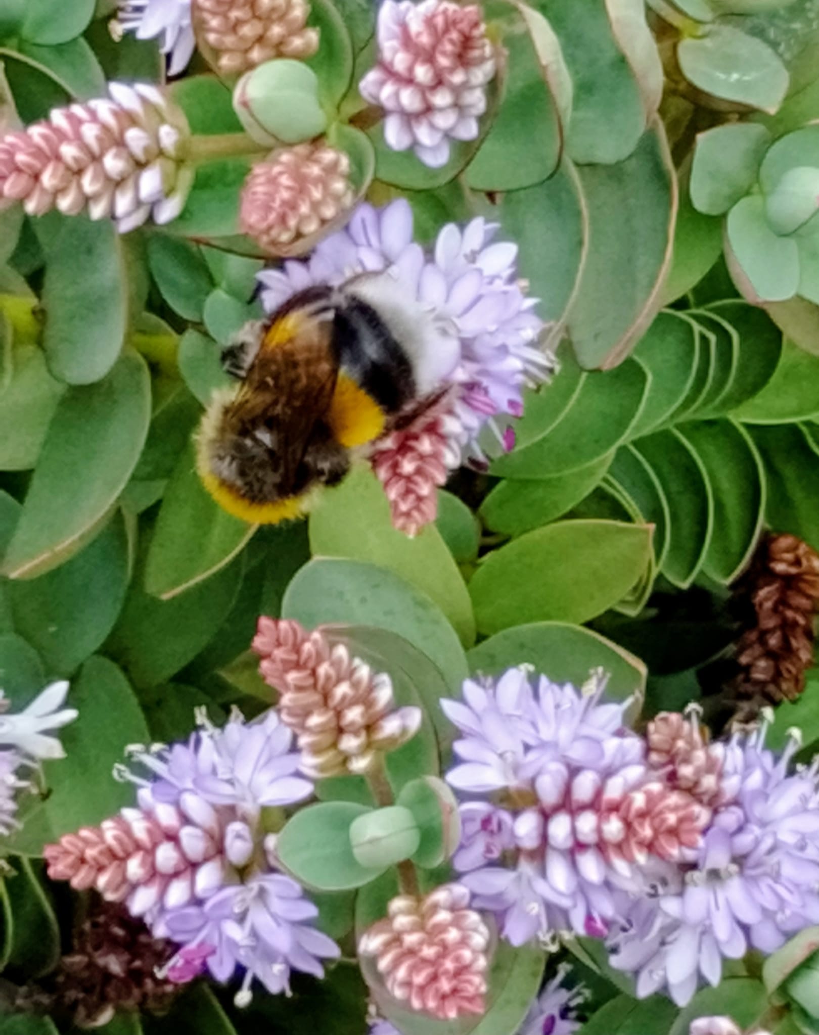 Bee pollinating a flower