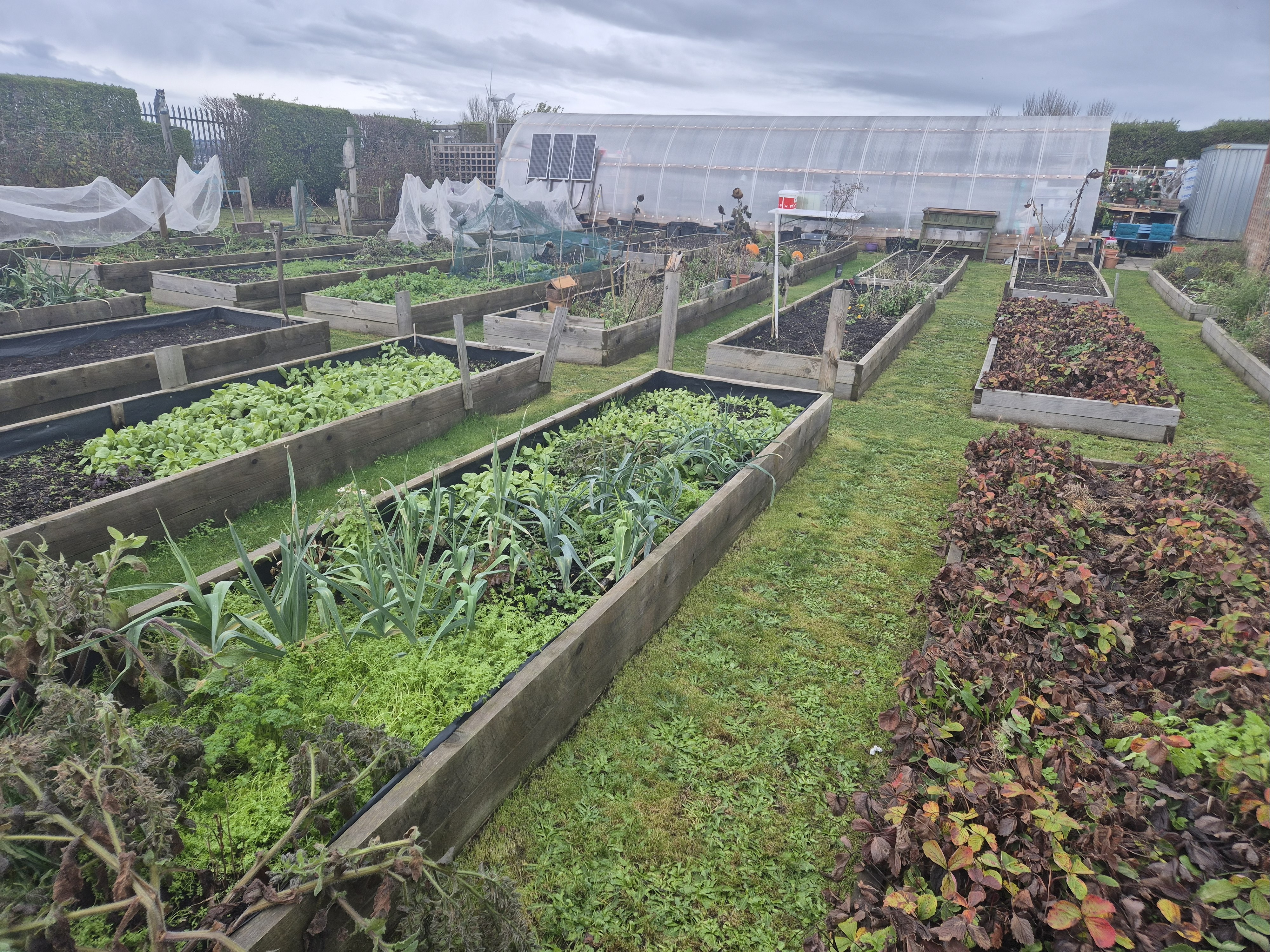 Garden with veg patch scene