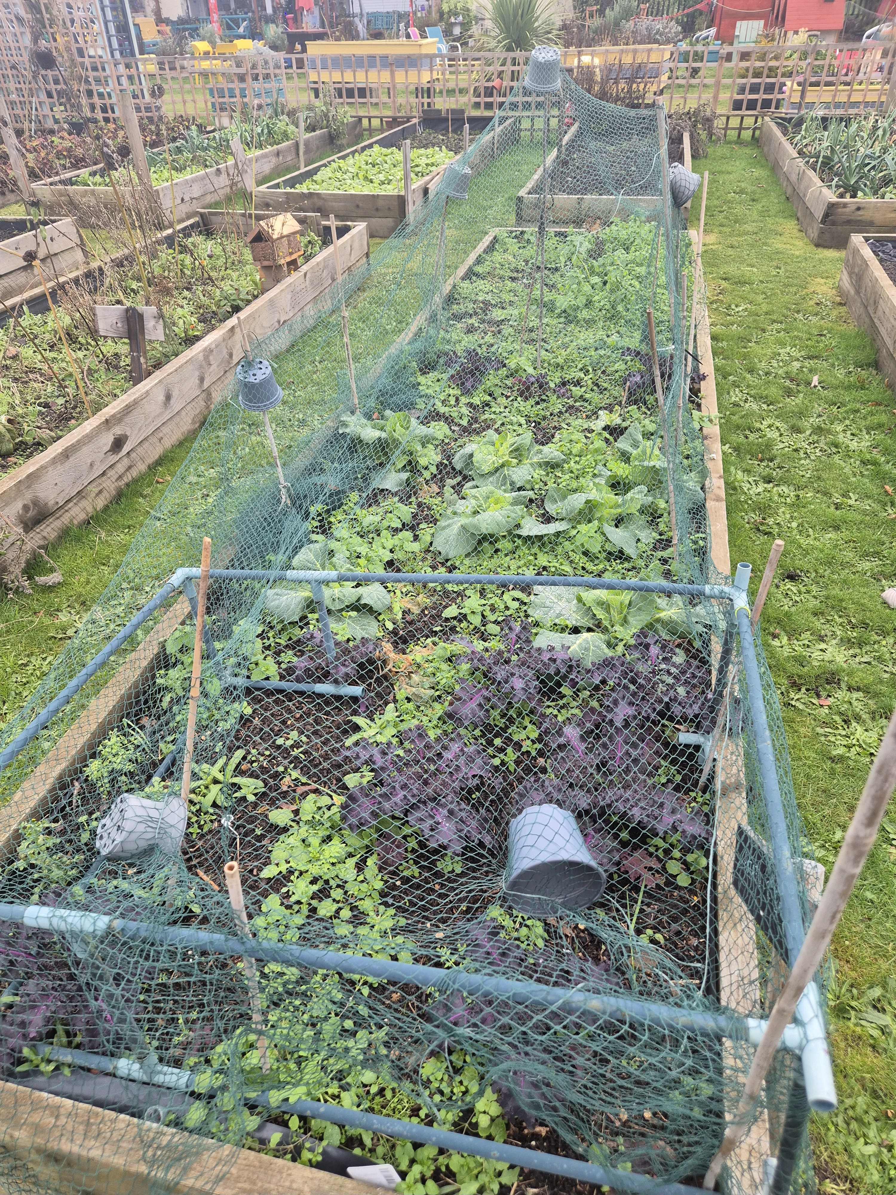 Raised veg beds