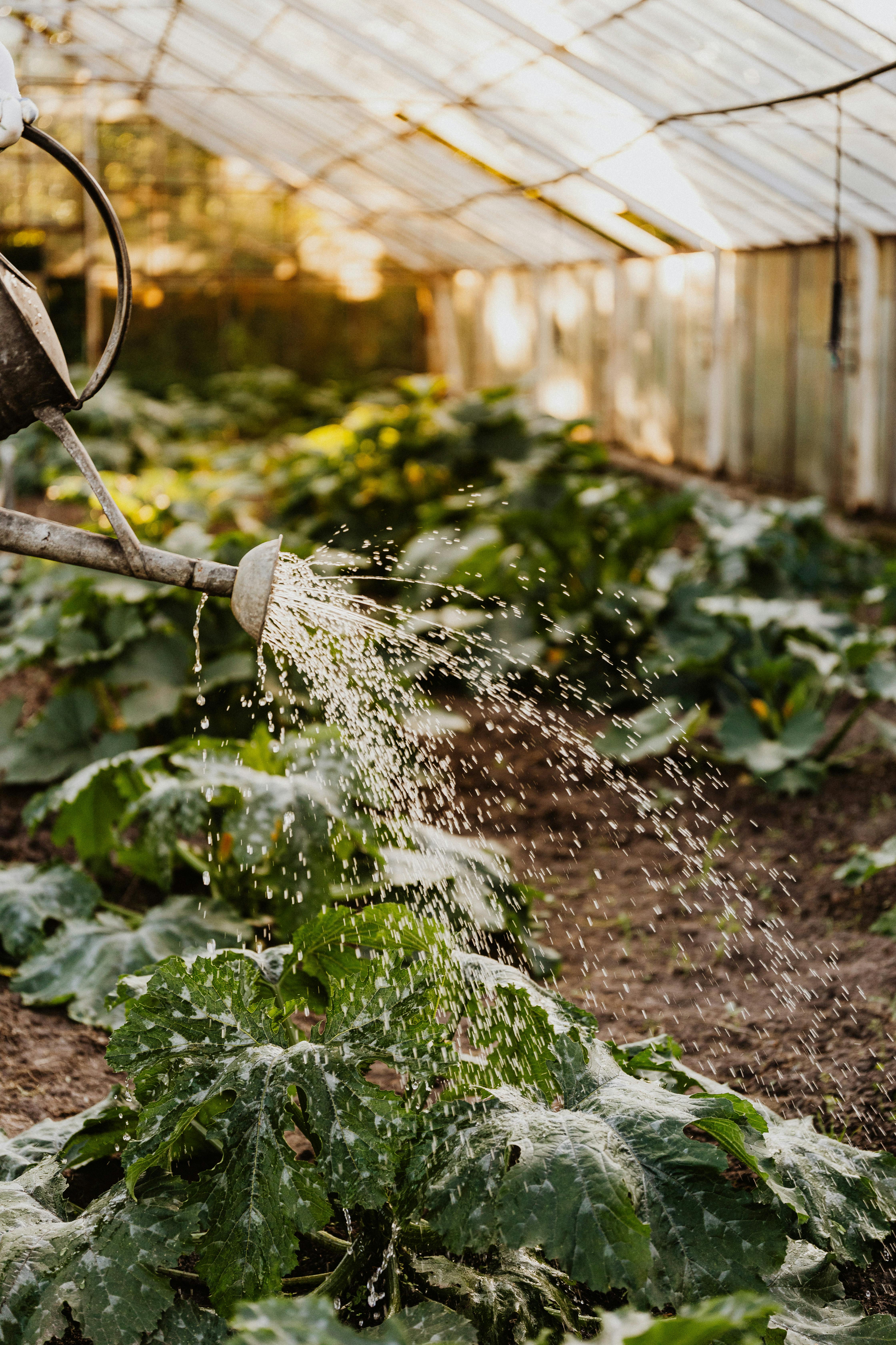 Watering can scene